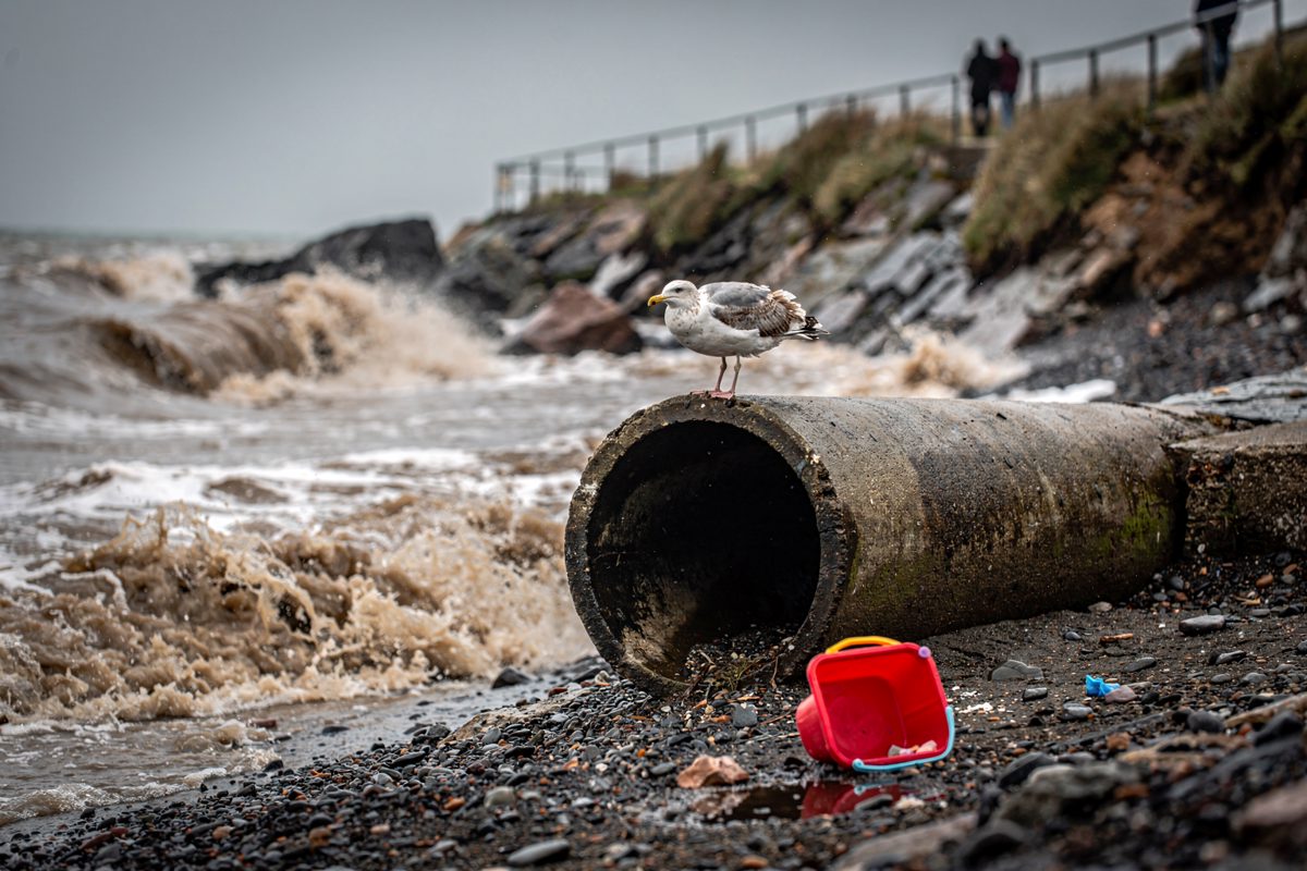 Detail shot in flat grey afternoon light of a concrete storm overflow pipe emptying into churning brown surf below a cliff path, a gull perched on the pipe rim.