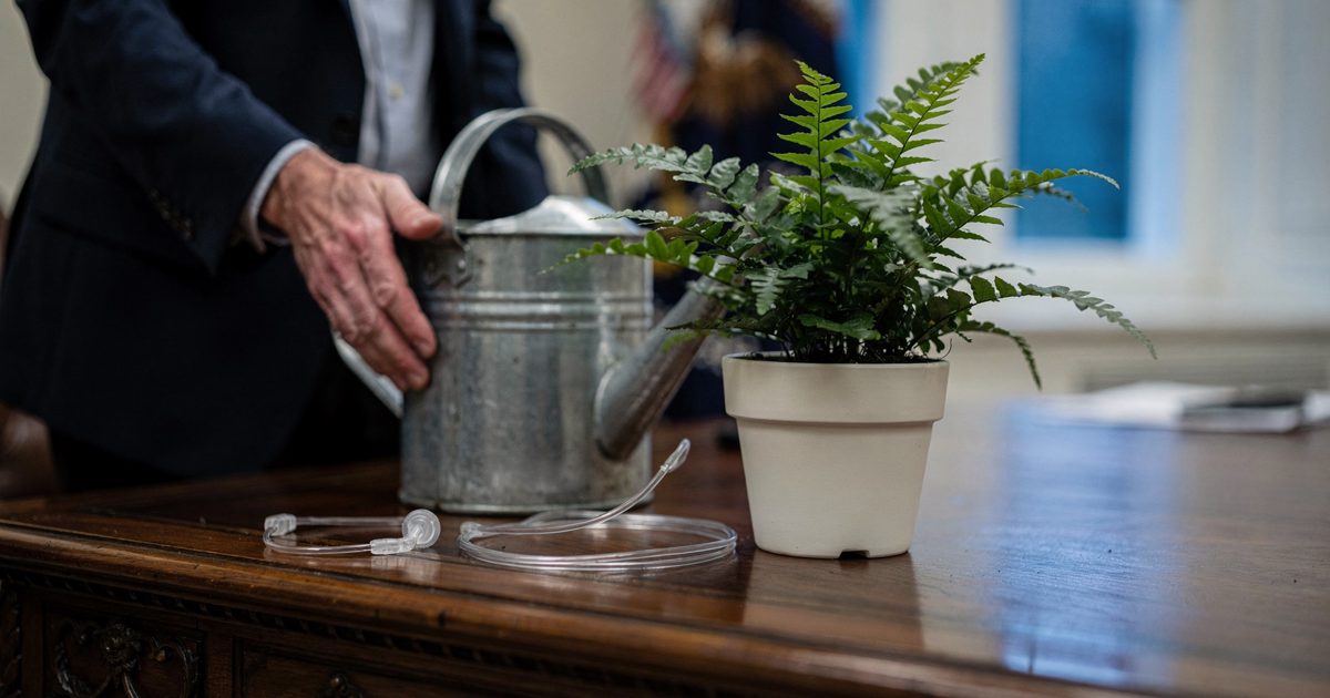 Close detail in cool morning window light on a West Wing wooden desk, a small fern in a ceramic pot standing next to a dented metal watering can and a coiled.
