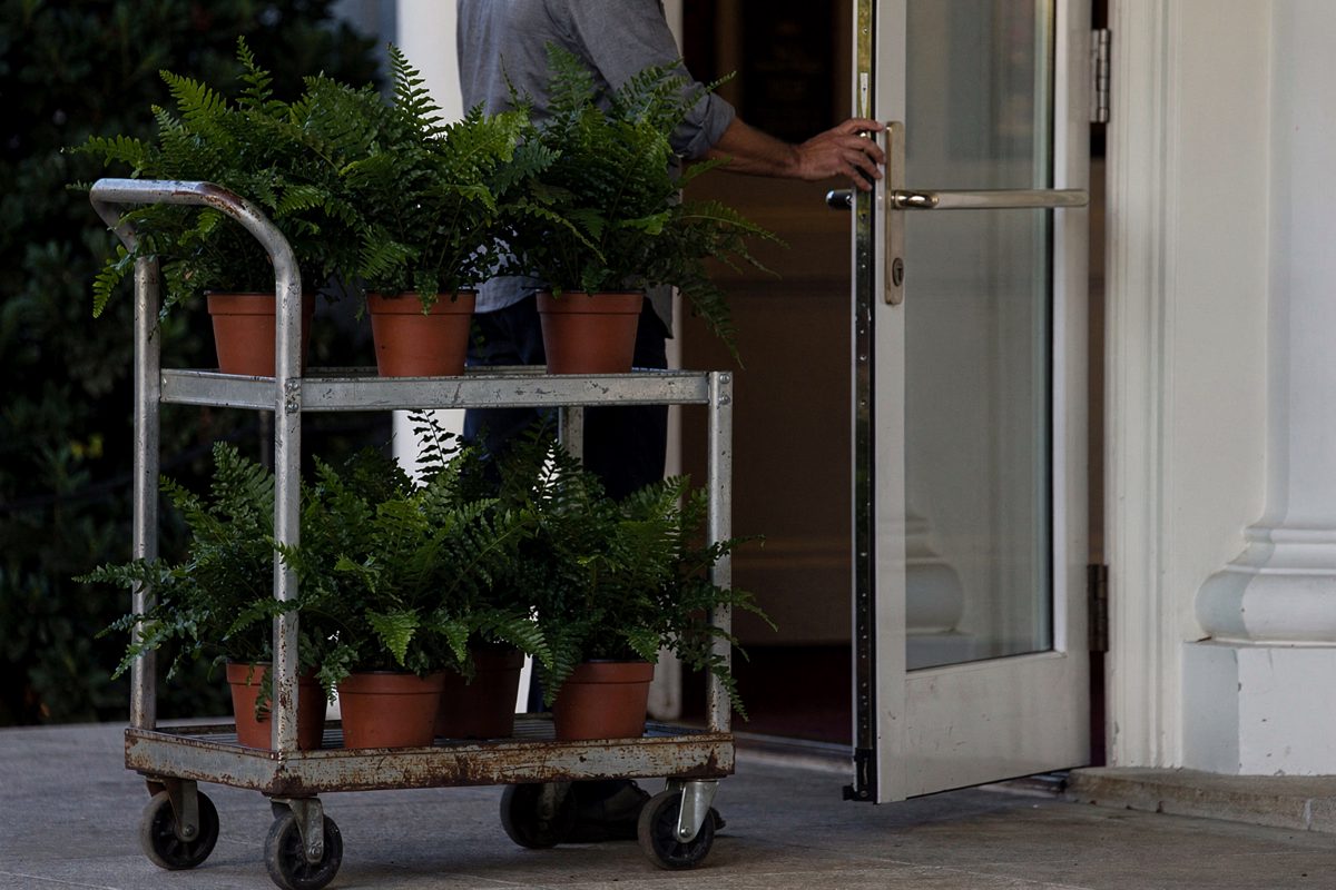 Mid-shot in late-afternoon shade at the White House press entrance, a staffer cropped at the nose wheeling a metal utility cart stacked with potted ferns.