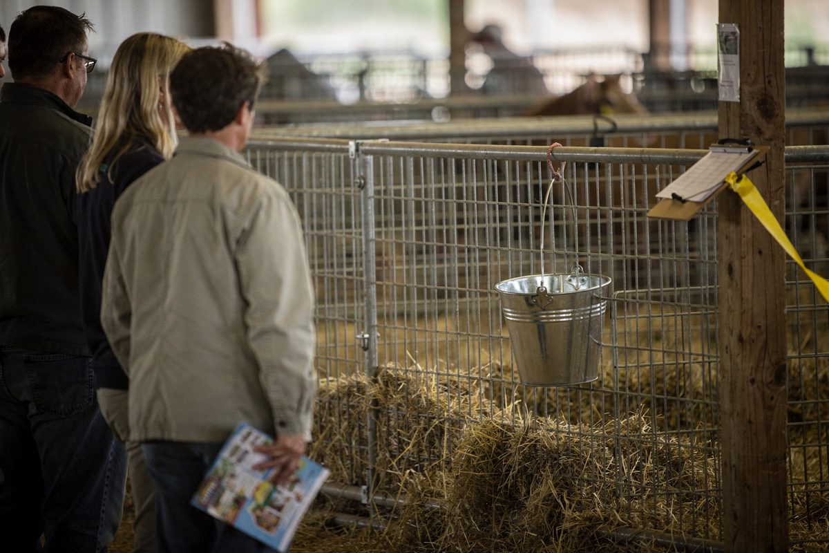 Mid-morning light in a covered fair-barn aisle as visitors seen from behind pause at an empty wire pen, one adult gripping a folded fair map while a water.