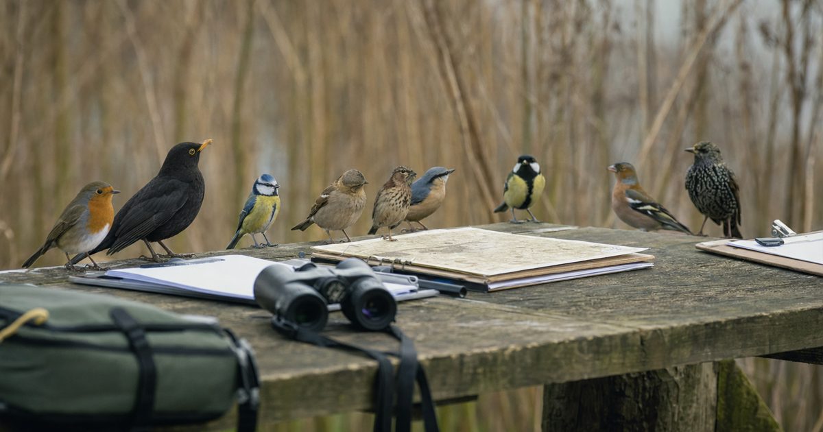 Documentary news photograph of a mixed group of small British birds perched along the edge of a plain outdoor conservation worktable, with clipboards.