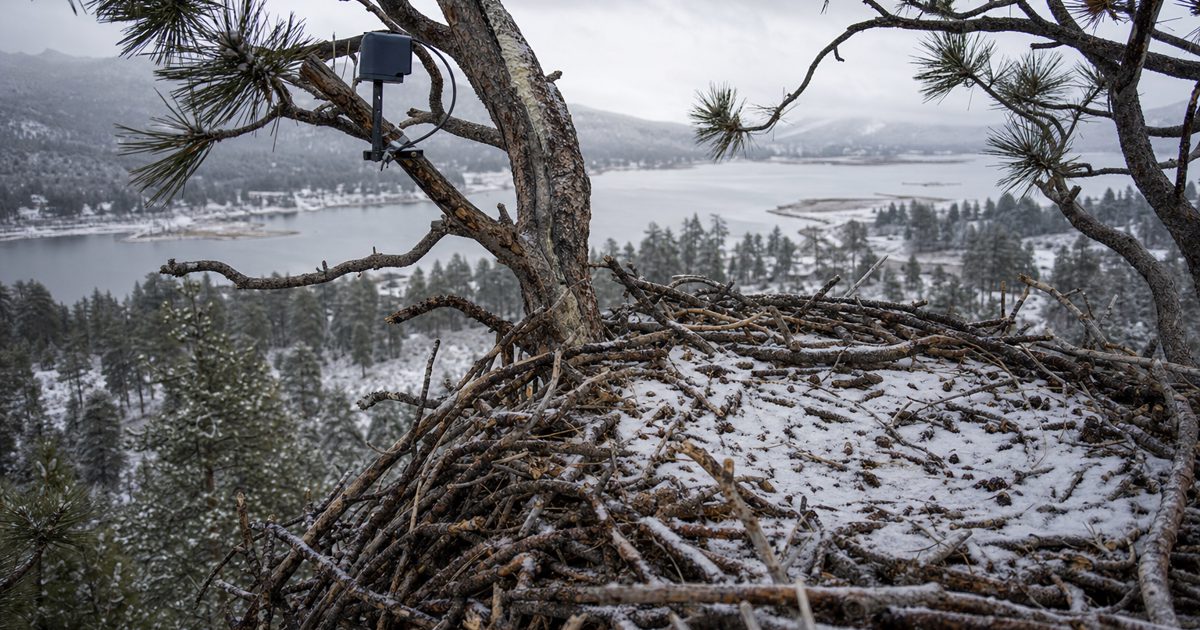 Documentary news photograph of an empty bald eagle nest high in a snow-dusted pine tree near Big Bear Lake, soft overcast winter light, remote livestream.