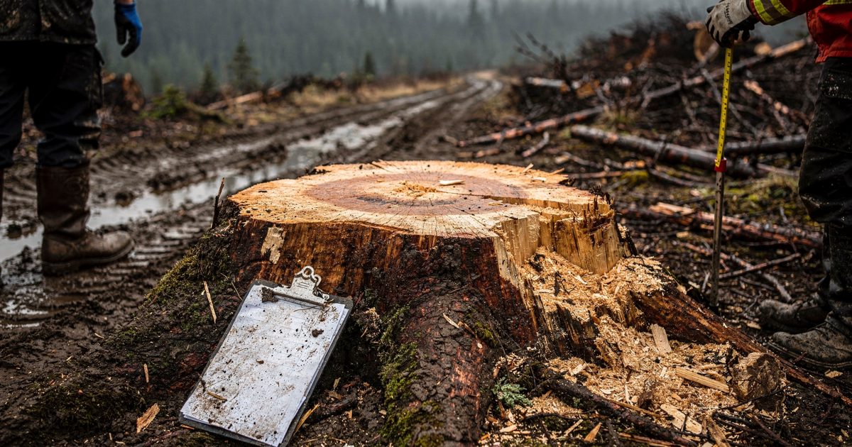 A close-up of a muddy logging track cutting through thick damp soil featuring a single metal clipboard resting against a massive freshly severed tree stump.