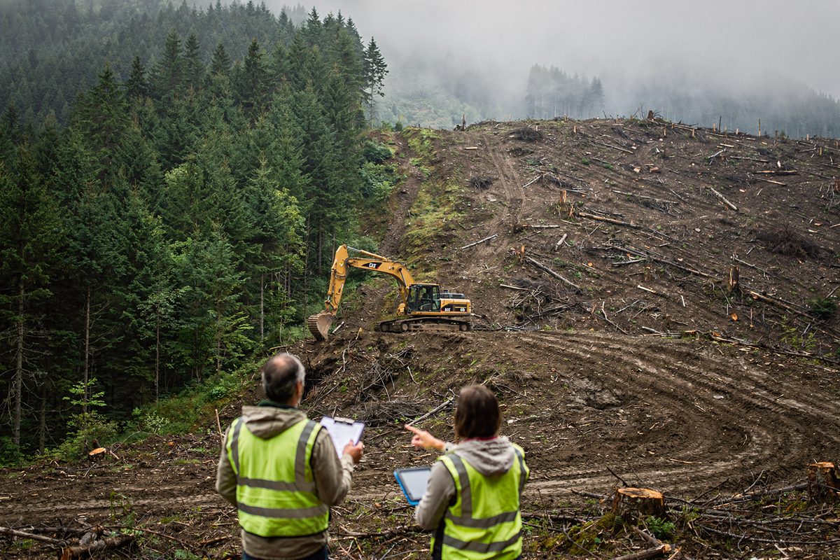 A wide shot of a misty overcast valley where half the hillside is dense green pine forest and the other half is entirely bare dirt with a yellow excavator.