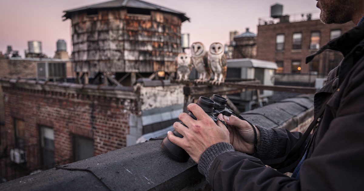 Close detail at pale pink dawn on a Manhattan rooftop, a birder's hands, cropped at the wrists, steadying a pair of binoculars on a tar-paper parapet aimed at.