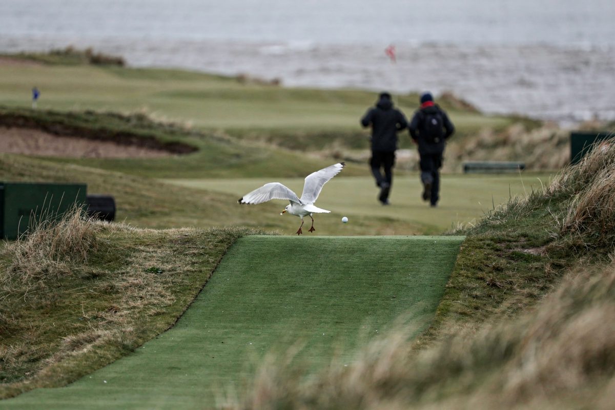 Wide view from the dunes at St Andrews in flat late-afternoon light, a herring gull lifting off a strip of green artificial turf with a golf ball in its beak.