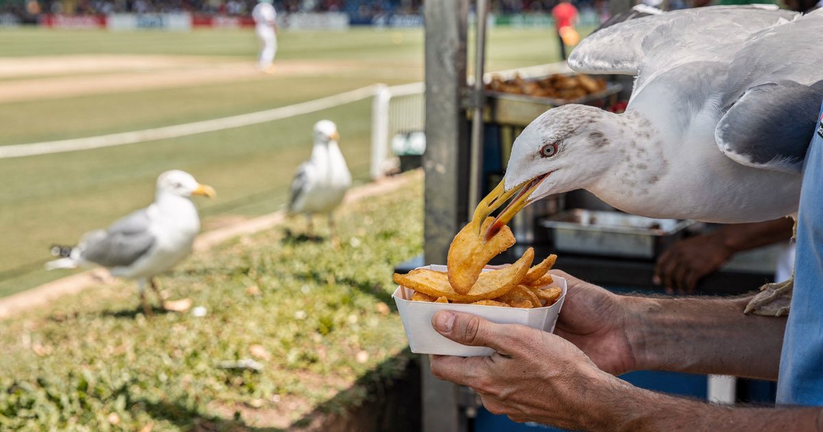 Close detail in harsh afternoon sun at a seaside cricket ground food stand, a gull's yellow beak clamped on a single chip as it lifts off a paper tray held by.