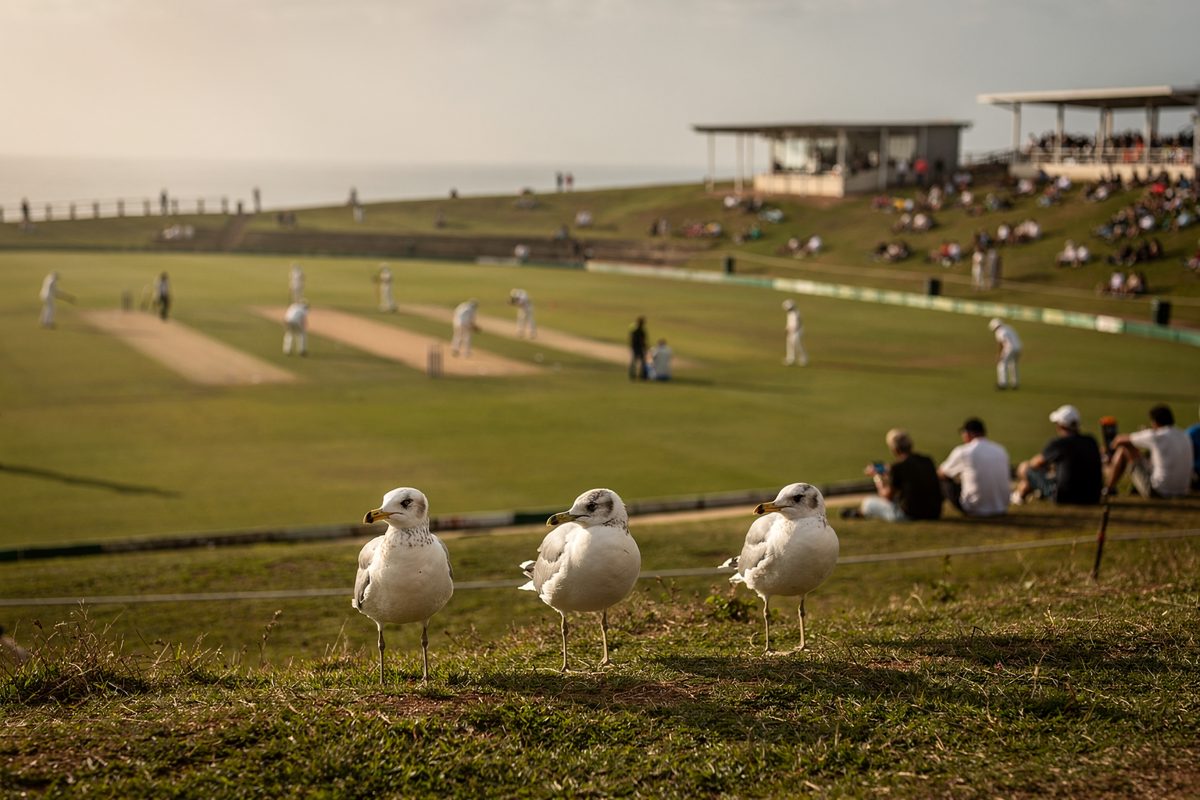 Wide shot from high on a grass bank at a coastal cricket ground in late afternoon, white-clad fielders small in the distance while four gulls stand in a loose.